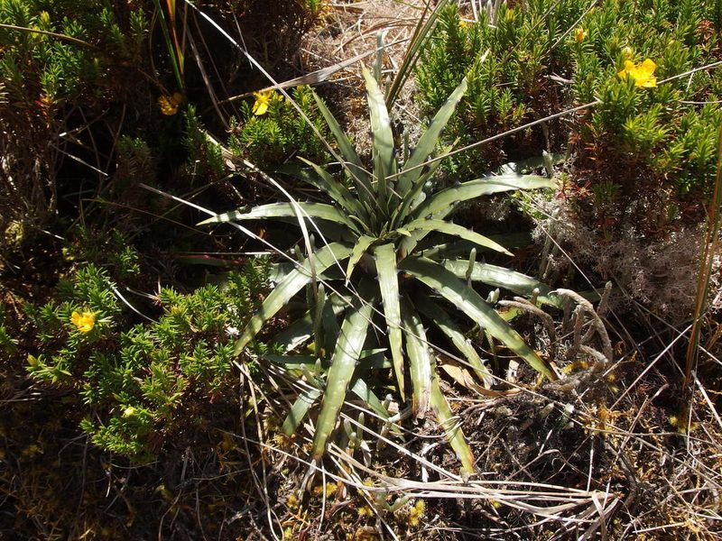Puya cuevae, photographed by Sue Carnahan
