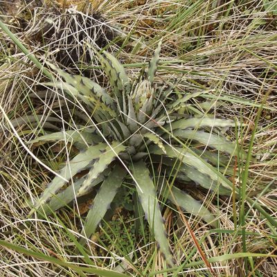 Puya cuevae, photographed by Sue Carnahan