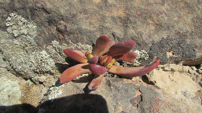 Crassula clavata, photographed by James Deacon