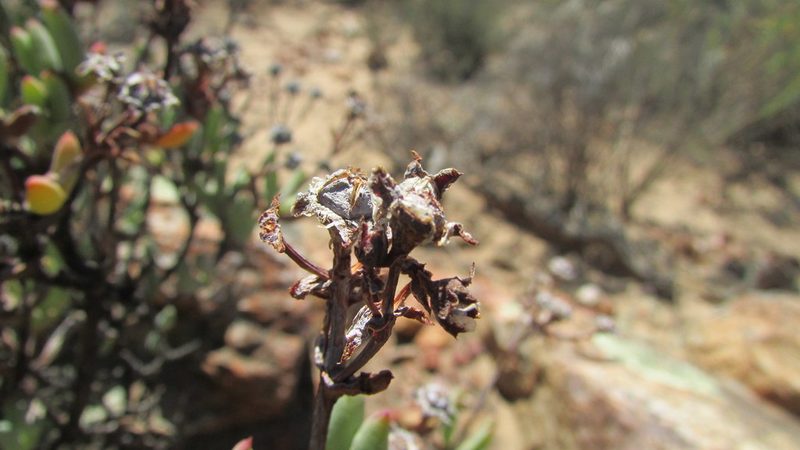 Phiambolia mentiens, photographed by James Deacon