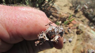 Phiambolia mentiens, photographed by James Deacon
