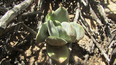 Crassula tomentosa, photographed by James Deacon