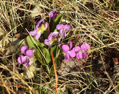 Viola gmeliniana, photographed by Анна Васильченко