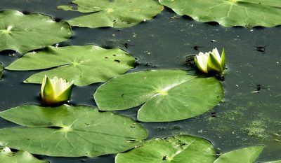 Nymphaea tetragona, photographed by Анна Васильченко