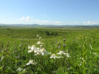 Clematis hexapetala, photographed by Анна Васильченко