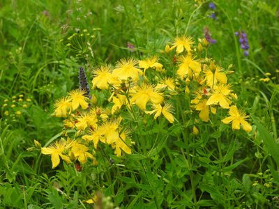 Hypericum attenuatum, photographed by Анна Васильченко