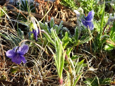 Viola dissecta, photographed by Анна Васильченко