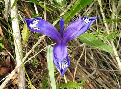 Iris uniflora, photographed by Анна Васильченко