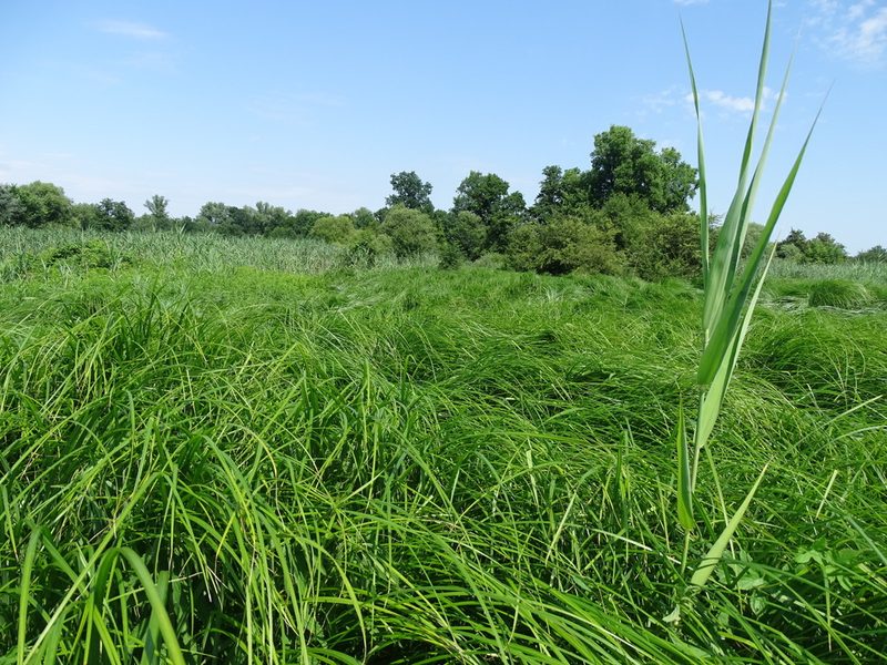 Carex buekii, photographed by Grzegorz Grzejszczak