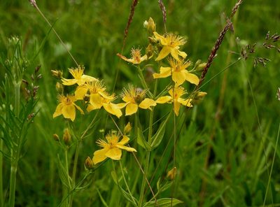 Hypericum attenuatum, photographed by Анна Васильченко