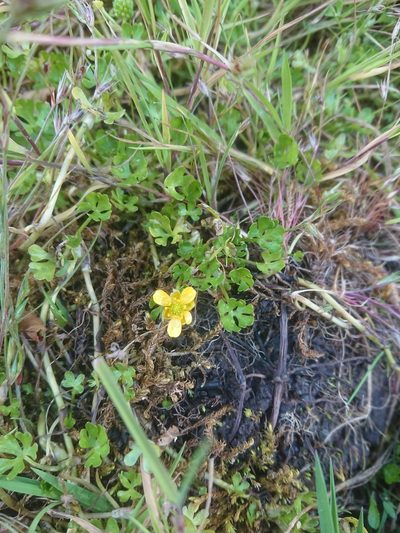 Ranunculus fuegianus, photographed by María Regina Silva