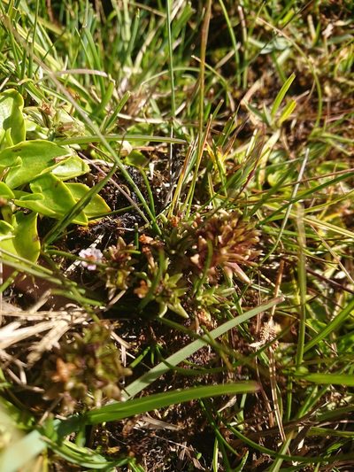 Euphrasia antarctica, photographed by María Regina Silva