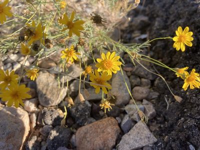 Thymophylla pentachaeta, photographed by Caleb Catto