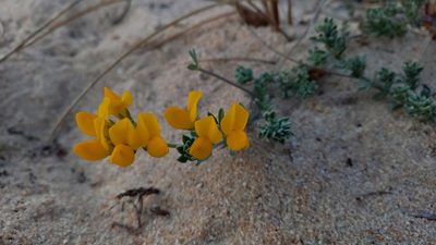 Lotus creticus, photographed by Júlio Reis