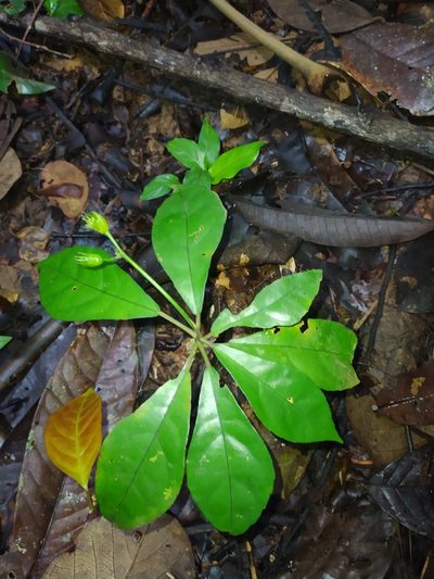 Pavonia castaneifolia, photographed by Guillaume Delaitre