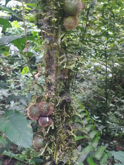 Diospyros ropourea, photographed by Guillaume Delaitre