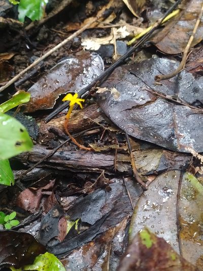 Voyria aurantiaca, photographed by Guillaume Delaitre