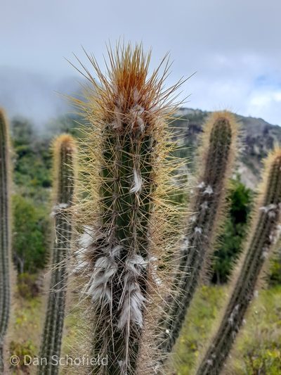 Pilosocereus curtisii, photographed by Dan Schofield
