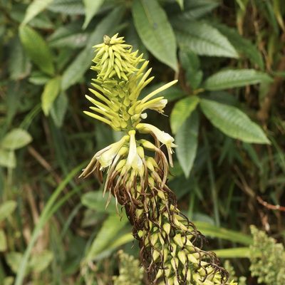 Pitcairnia trianae, photographed by Sue Carnahan