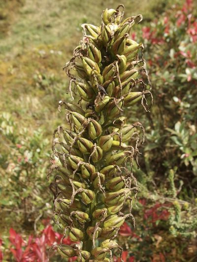 Pitcairnia trianae, photographed by Sue Carnahan