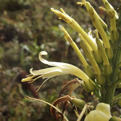 Pitcairnia trianae, photographed by Sue Carnahan