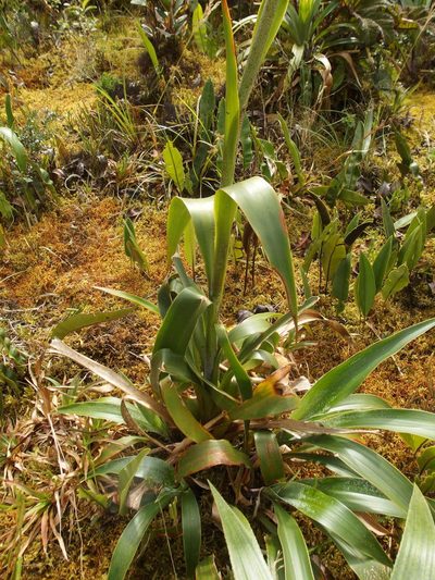 Pitcairnia trianae, photographed by Sue Carnahan