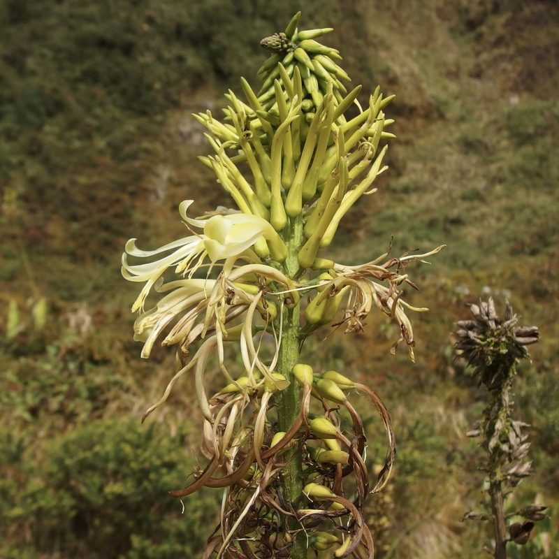 Pitcairnia trianae, photographed by Sue Carnahan