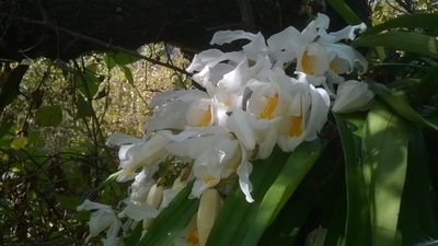 Coelogyne cristata, photographed by Viral joshi