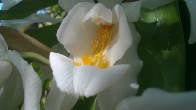 Coelogyne cristata, photographed by Viral joshi