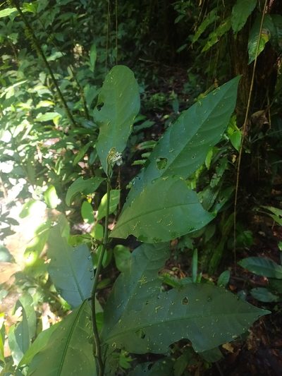 Solanum oppositifolium, photographed by Guillaume Delaitre