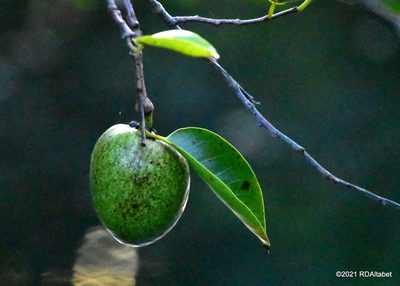 Annona glabra, photographed by Bob Altabet