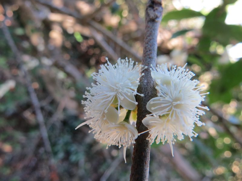 Eugenia uruguayensis, photographed by Rafael Tosi