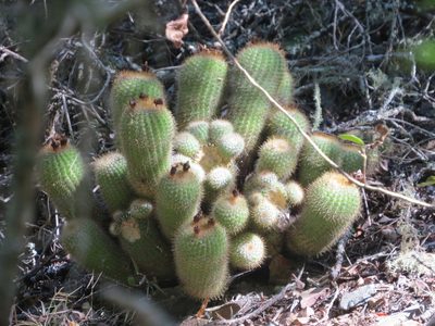 Parodia scopa, photographed by Rafael Tosi