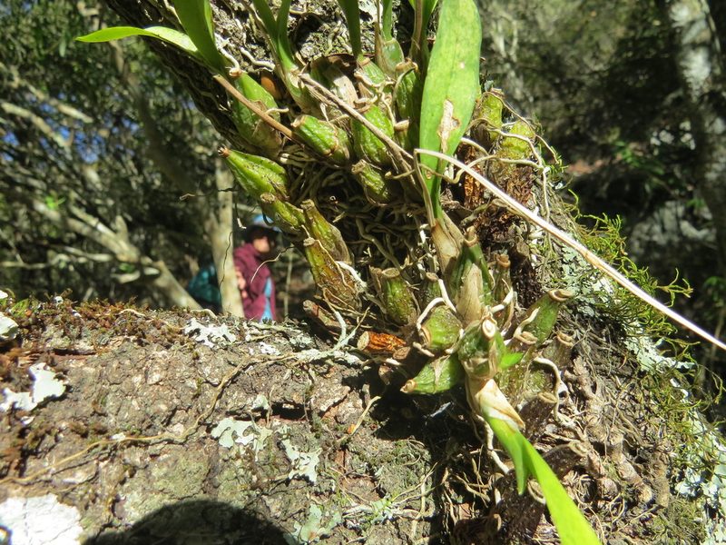 Gomesa bifolia, photographed by Rafael Tosi