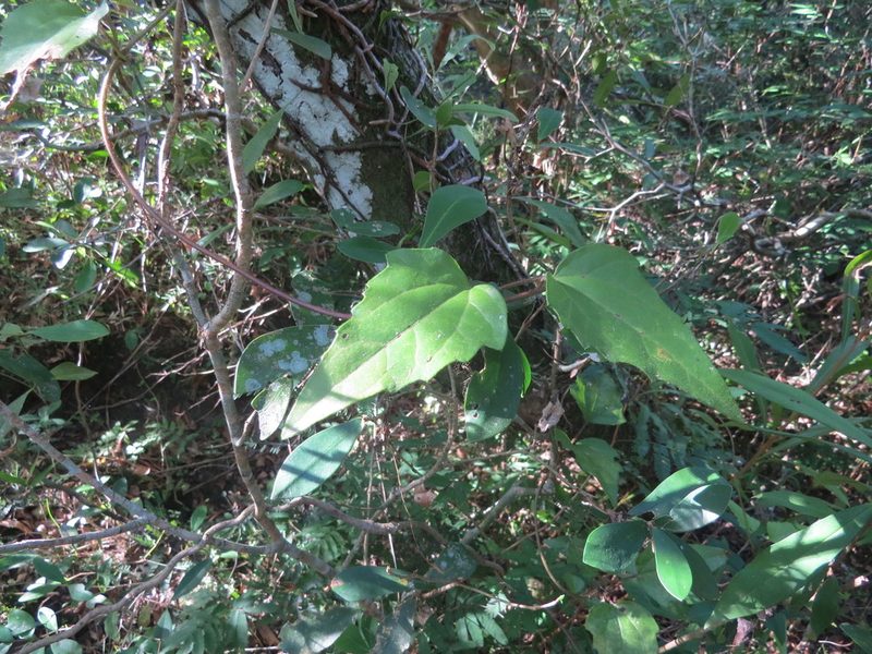 Mikania involucrata, photographed by Rafael Tosi