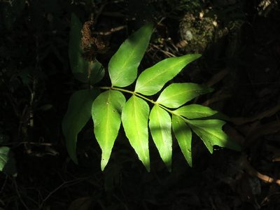 Anemia phyllitidis, photographed by Rafael Tosi