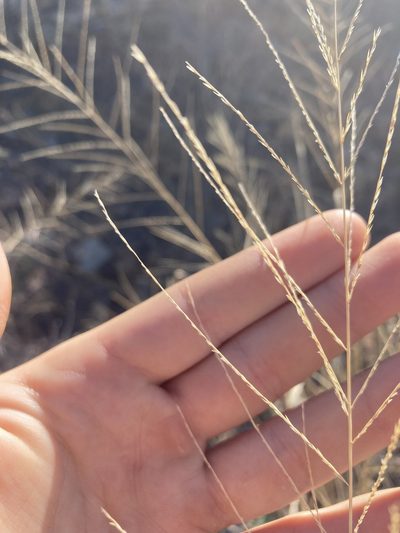 Leptochloa panicea, photographed by Caleb Catto