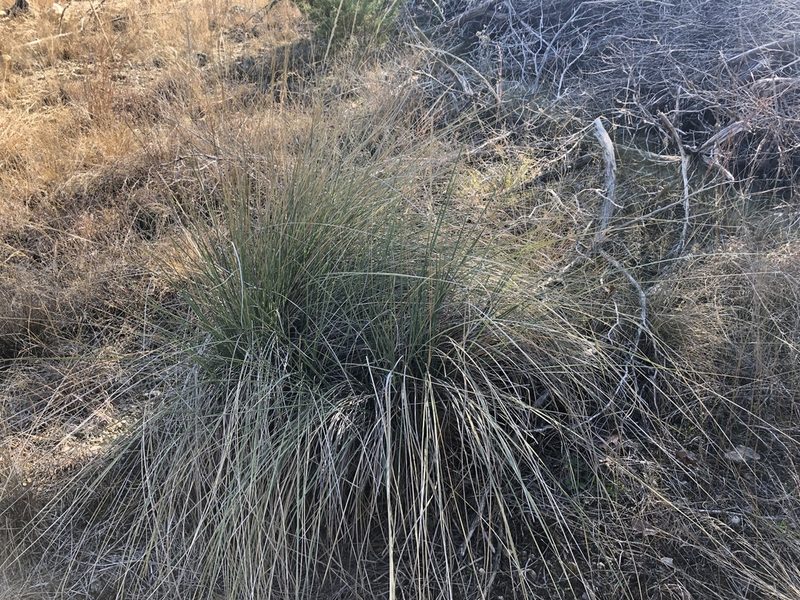 Muhlenbergia lindheimeri, photographed by Clifton Ladd, C.W.B.