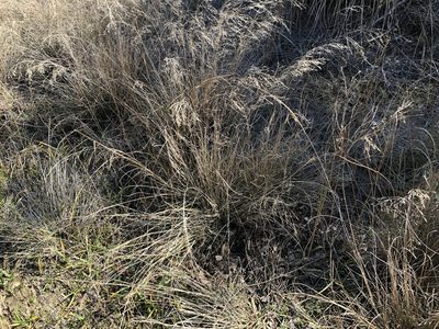 Muhlenbergia reverchonii, photographed by Clifton Ladd, C.W.B.