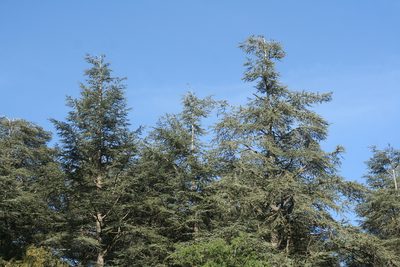 Cedrus atlantica, photographed by Oleg Kosterin