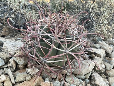 Ferocactus emoryi, photographed by Caleb Catto