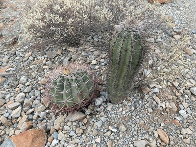 Ferocactus emoryi, photographed by Caleb Catto