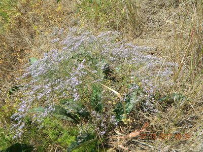 Limonium coriarium, photographed by Galyna Mykytynets