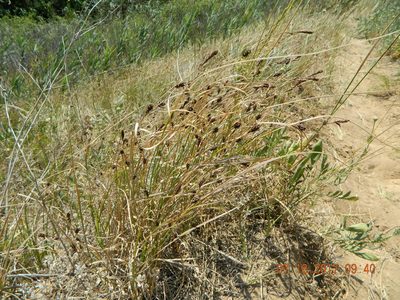 Carex melanostachya, photographed by Galyna Mykytynets