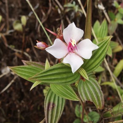 Monochaetum lineatum, photographed by Sue Carnahan