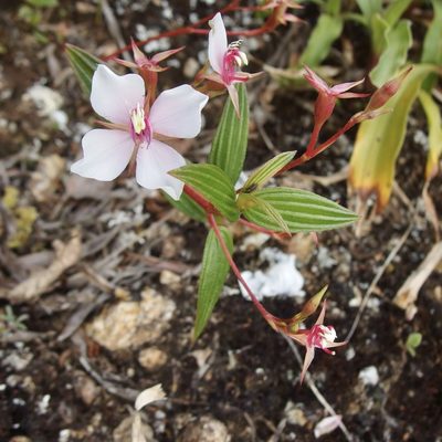 Monochaetum lineatum, photographed by Sue Carnahan