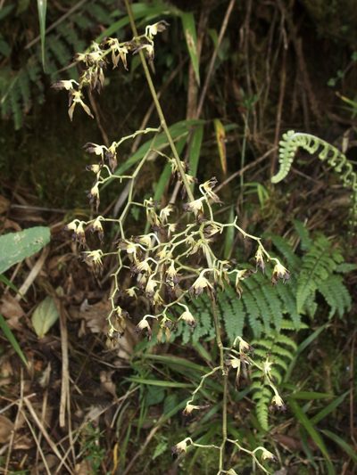 Cyrtochilum myanthum, photographed by Sue Carnahan