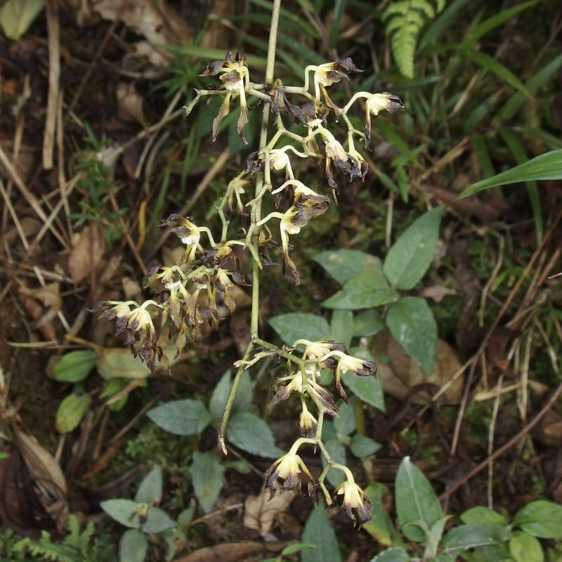 Cyrtochilum myanthum, photographed by Sue Carnahan