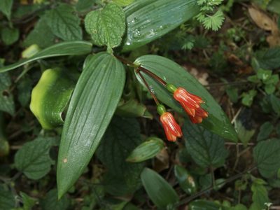 Bomarea distichifolia, photographed by Sue Carnahan