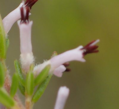 Erica uberiflora, photographed by Nicola van Berkel